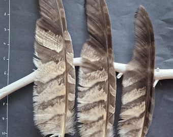 Large owl feathers