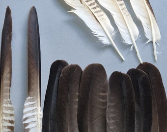 Striped bird feathers