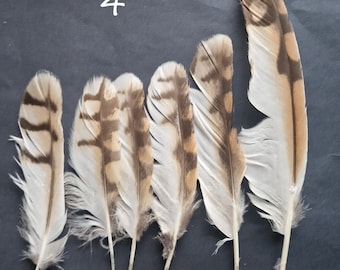 Owl feather sets