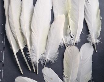 Sulphur-crested cockatoo (Cacatua galerita) Naturally molted feathers cruelty free