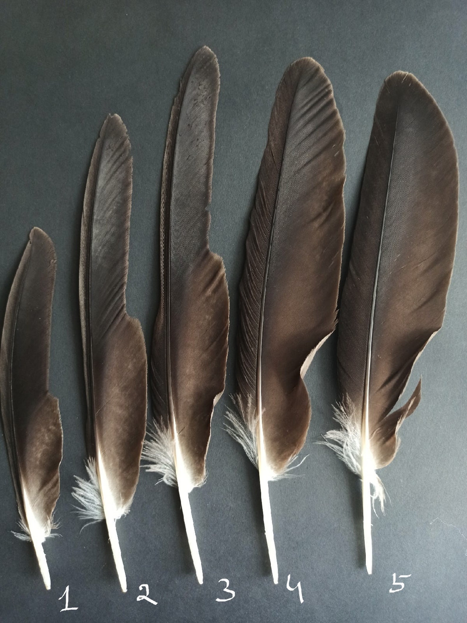 Naturally molted harris hawk feathers Etsy
