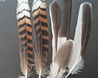 Las plumas del Kookaburra risueño Dacelo novaeguineae se mudan naturalmente. ¡Actualizado!