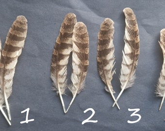 Small owl wing feathers. Sunda scops owl