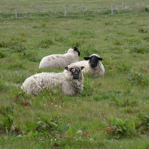 Three Sheep Digital Download