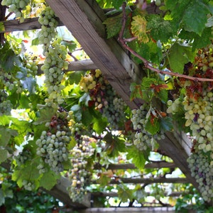 Grapes Fine Art Digital Download Print