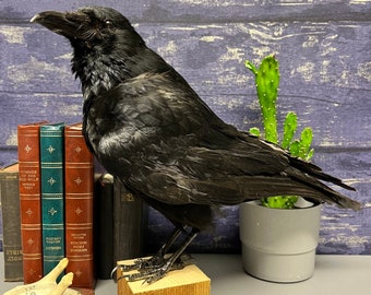 Taxidermie corbeau