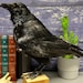 see more listings in the Taxidermy Birds section