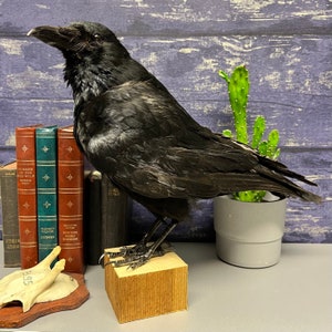 Taxidermy Crow