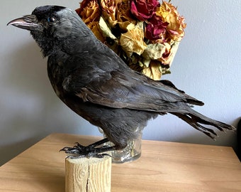 Taxidermy Jackdaw