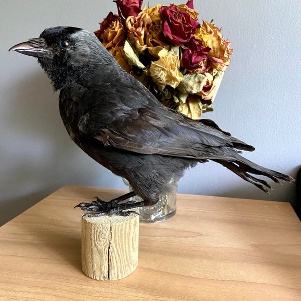 Taxidermy Jackdaw