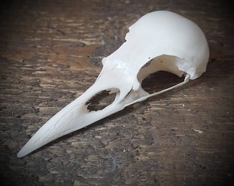 Mounted skull | Etsy