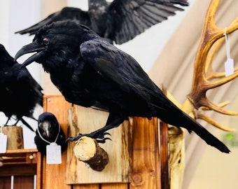 HUGE Taxidermy Raven CORVUS CORAX