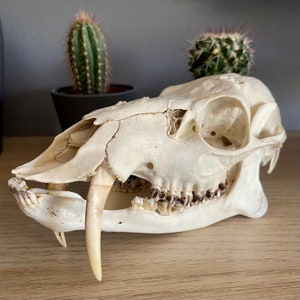 Echte Chinesische Wasserhirsch Buck Tusks Praparatoren Etsy