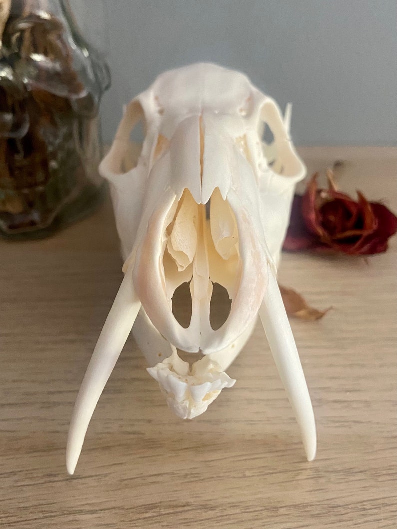 Taxidermy Chinese Water Deer Skull real HUGE teeth Etsy