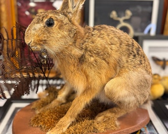 Real Taxidermy brown Hare Wall mountable rabbit bunny cute