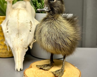 Taxidermy black duckling mounted on wooden base