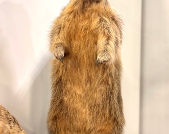 Taxidermy Vintage Alpine Marmot