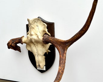 HUGE Russian Elk Deer taxidermy skull antlers wall mountable