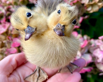 Taxidermy two headed yellow duckling