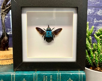 Blue Carpenter Bee (Xylocopa caerulea) taxidermy box frame