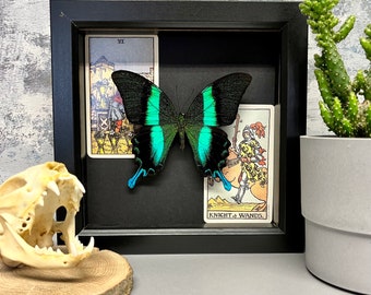 Green Swallowtail butterfly taxidermy peacock Papilio Blumei, black frame