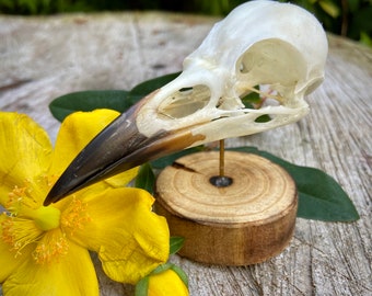 Crow skull taxidermy