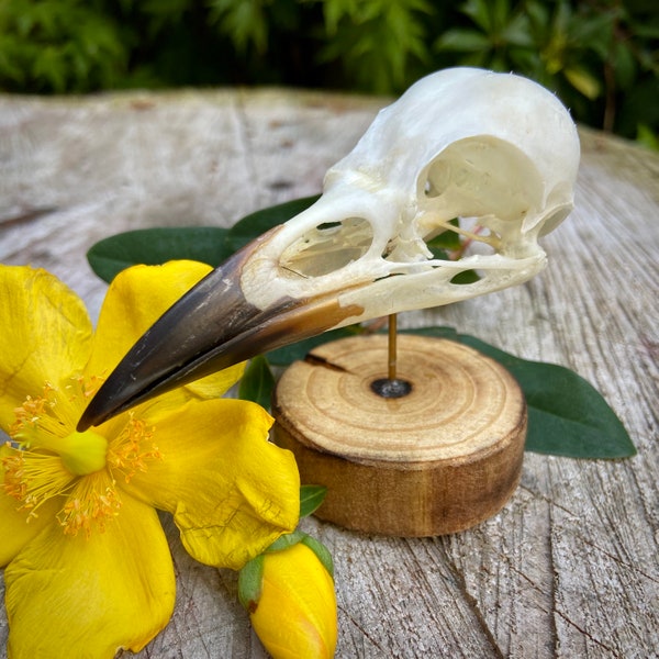 Crow skull taxidermy