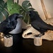 see more listings in the Taxidermy Birds section
