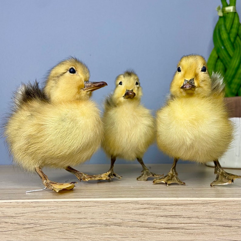 Taxidermy yellow Duckling image 5