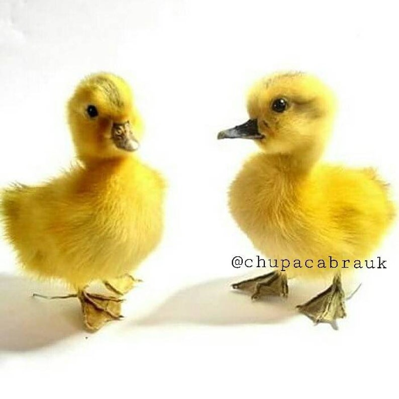 Taxidermy yellow Duckling image 2