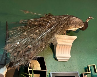 Taxidermy Opal Peacock wall mountable