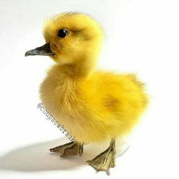 Taxidermy yellow Duckling