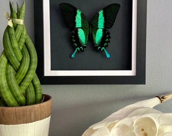 Green Swallowtail butterfly taxidermy peacock Papilio Blumei, black frame