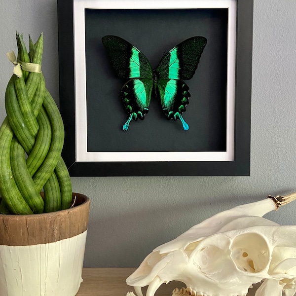 Green Swallowtail butterfly taxidermy peacock Papilio Blumei, black frame