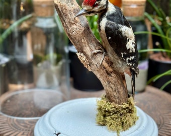 Taxidermy Woodpecker