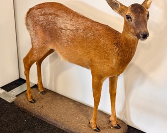 Taxidermy Roe Deer full mount
