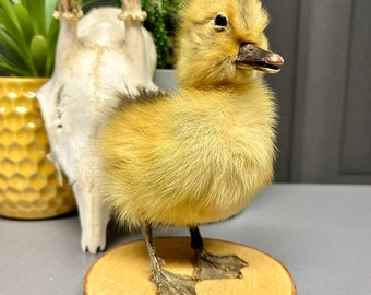 Taxidermy yellow Duckling mounted on wooden base