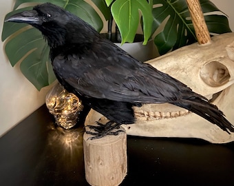 Taxidermy Crow