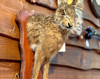 Real Taxidermy brown Hare Wall mountable rabbit bunny cute