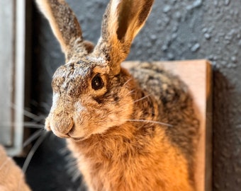 Real Taxidermy brown Hare Wall mountable rabbit bunny cute