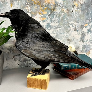 Taxidermy Crow