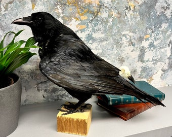 Taxidermy Crow