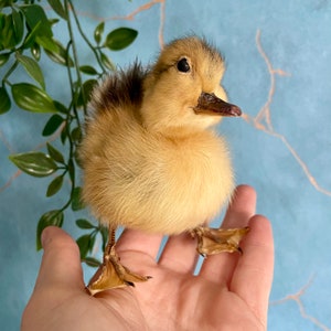 Taxidermy yellow Duckling image 3