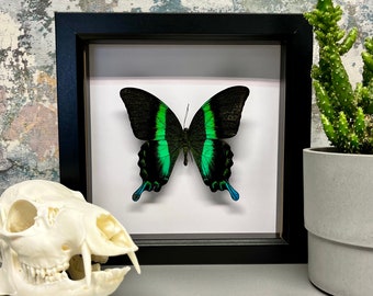 Green Swallowtail butterfly taxidermy peacock Papilio Blumei, black frame