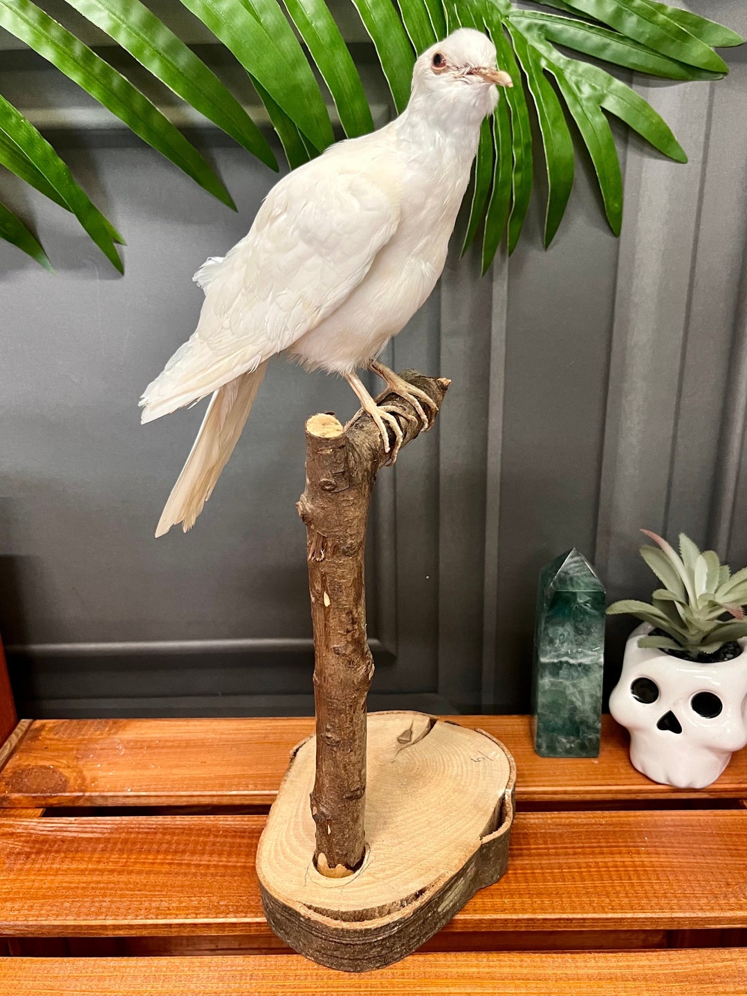Taxidermy White Dove Mounted on Wooden Base Etsy