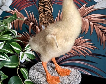 Taxidermy Gosling Goose, baby Goose, cute taxidermy