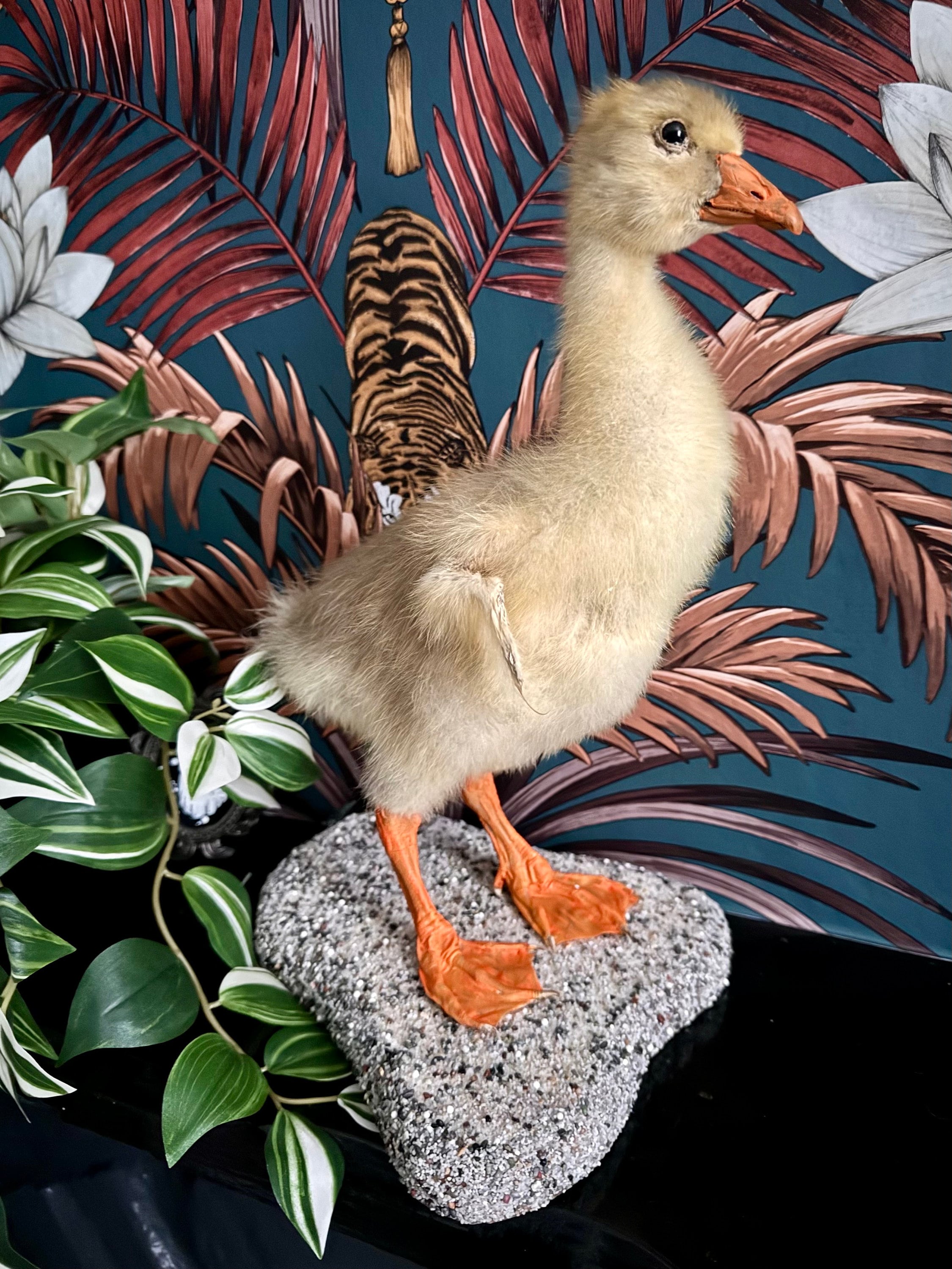 Goose Taxidermy Etsy Singapore