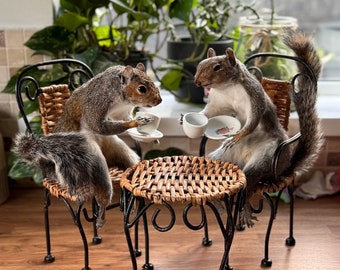 Two Real Taxidermy Grey Squirrels on table and chairs