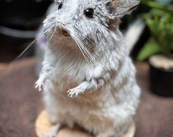 Taxidermia Chinchilla