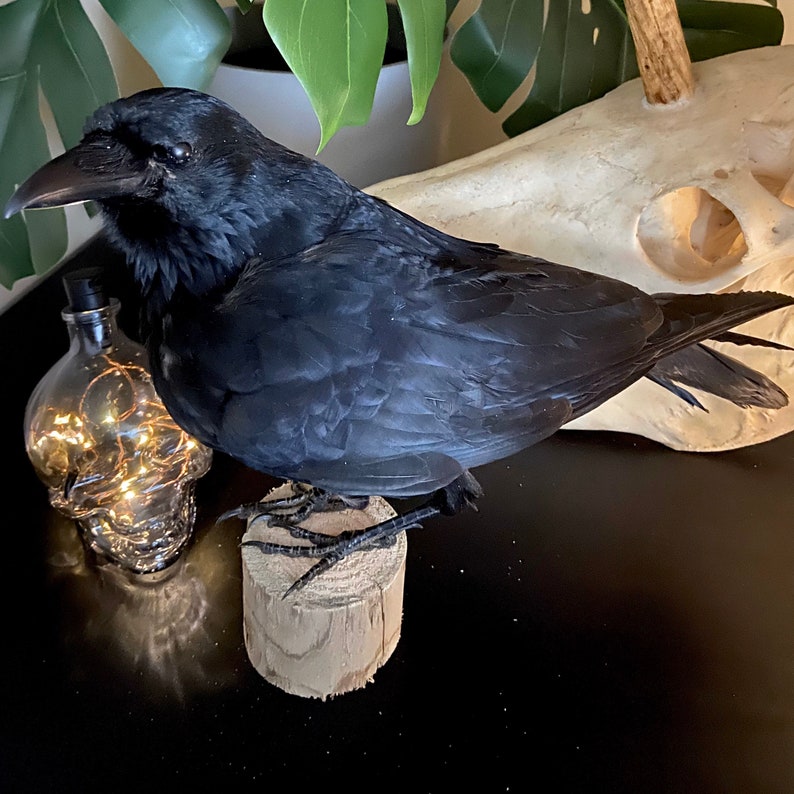 Taxidermy Crow image 2